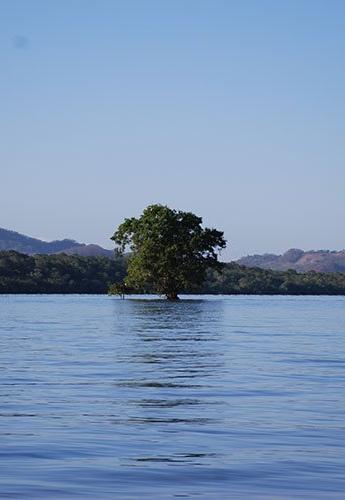 Tree in water