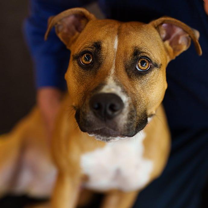 A closeup shot of a dog